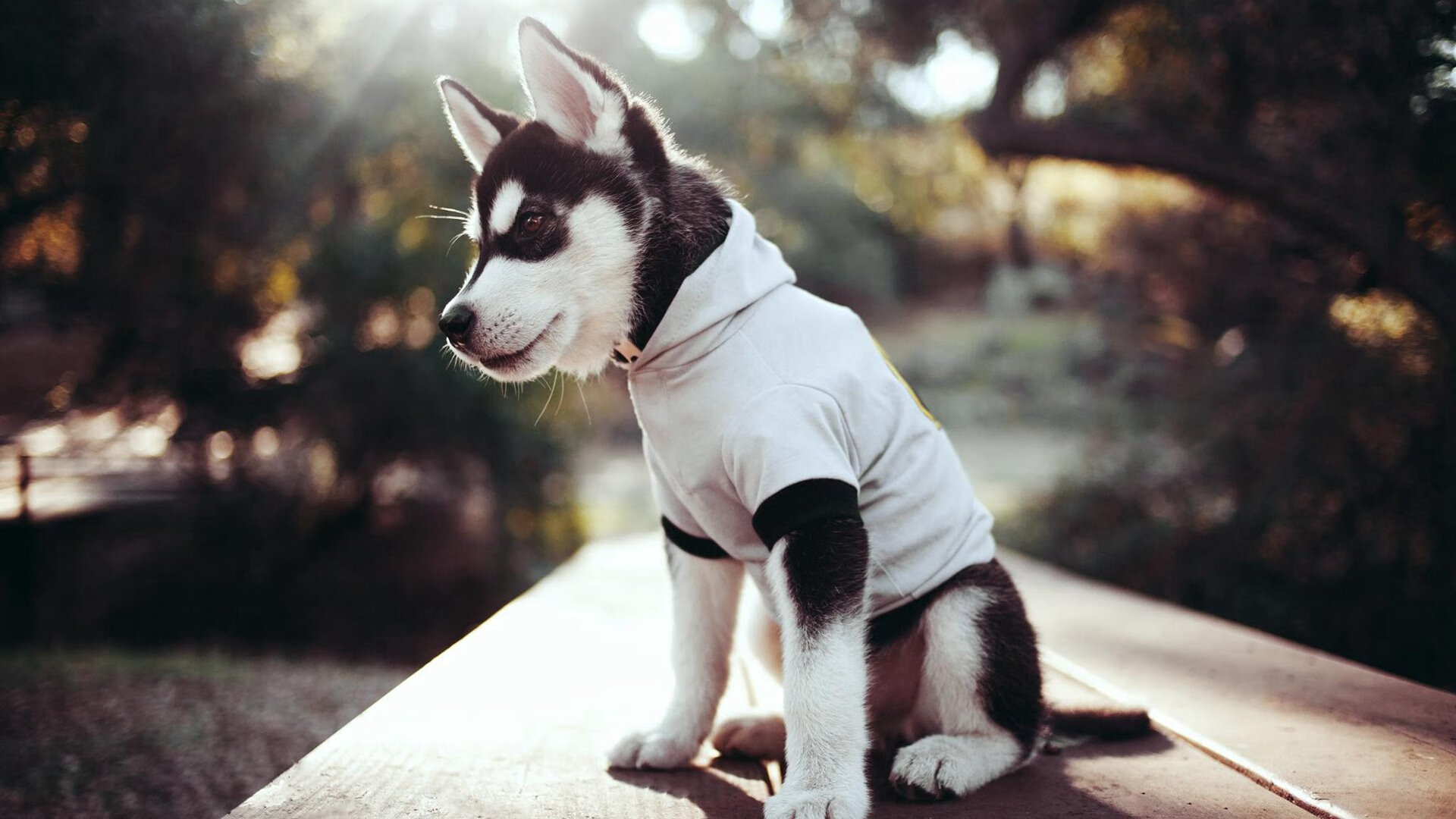 暗夜奔雷，维尼修斯关键制胜，国际米兰力克瑞士劲旅点燃圣西罗