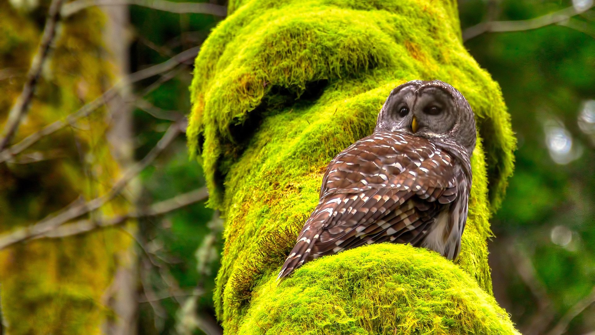 当巴伐利亚的风吹过西非草原，拜仁的横扫与若日尼奥的惊艳革命