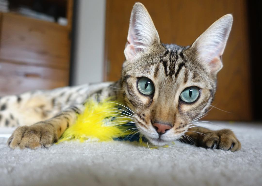 绝境的双生花，红牛二队团队逆袭与拉塞尔的孤勇领航