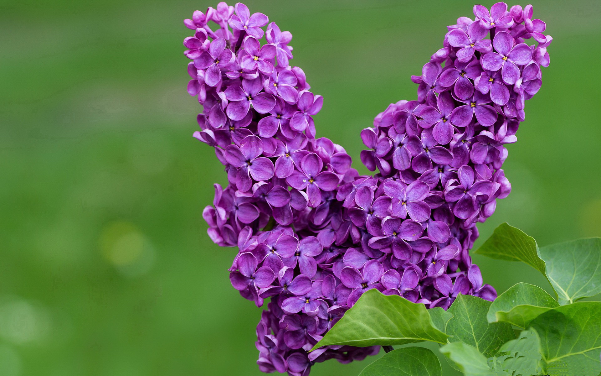 平行宇宙的逆转,威廉姆斯爆冷夜与汉密尔顿的永恒光芒