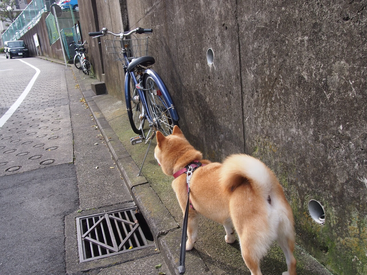 永恒之城烽火再燃，伊布传奇之光照亮摩洛哥挑战者的黄昏