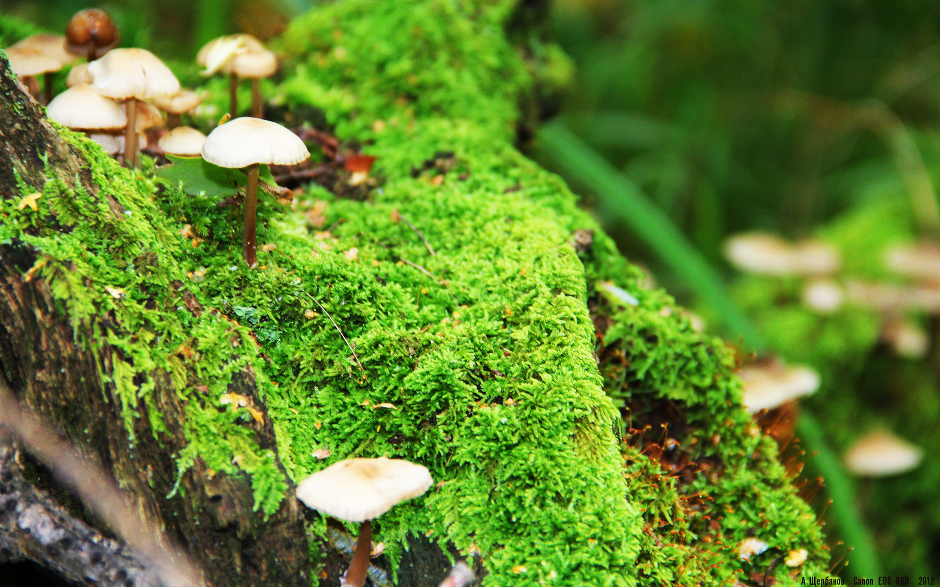 平行时空的绿茵奇迹，当加维身披塞内加尔战袍掀翻克罗地亚