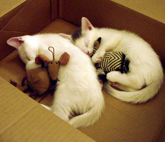 嗜血封喉！拉文7.1秒嗜血一击冻结魔术，尼克斯暗藏夺冠獠牙