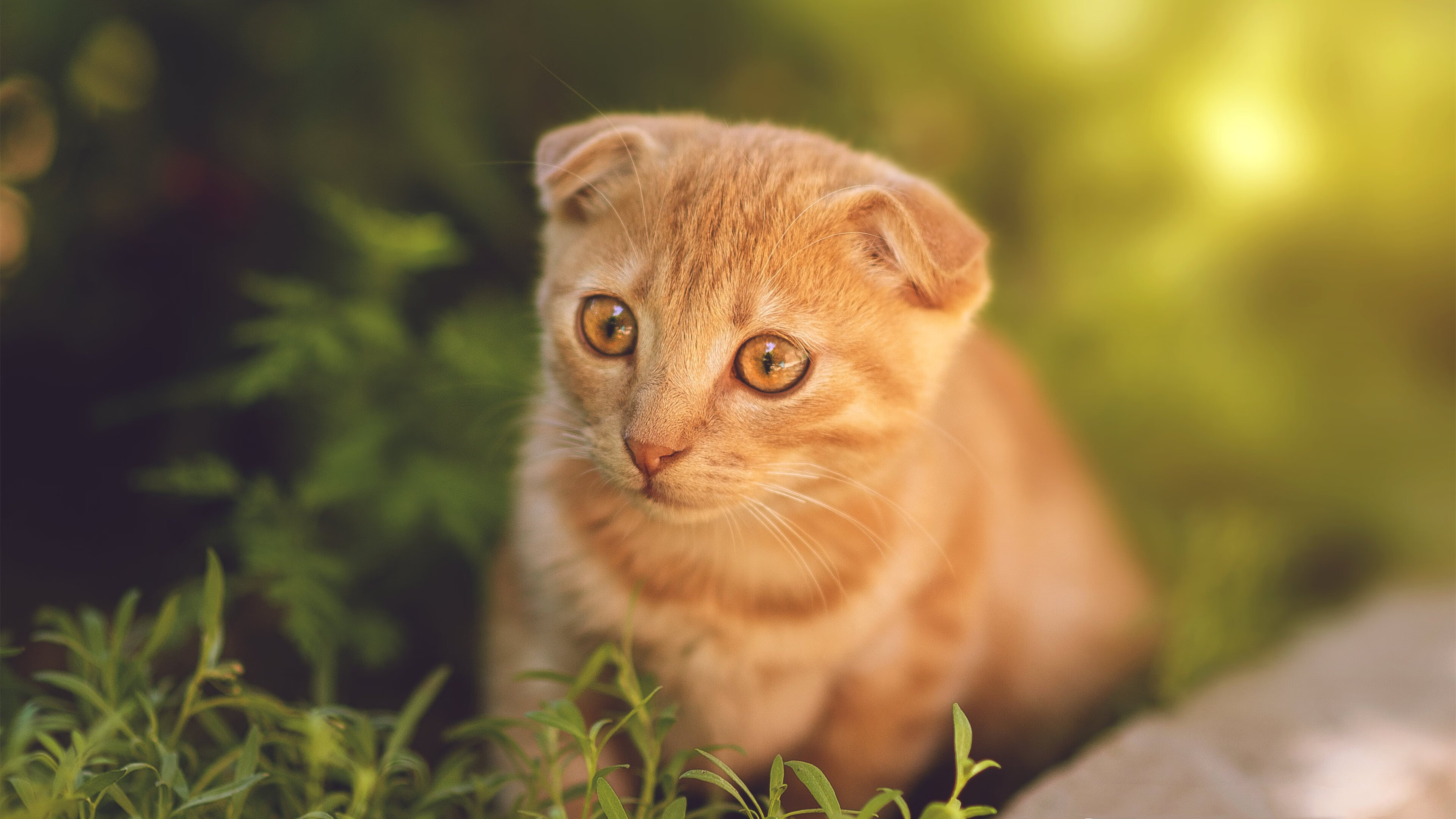 当非洲雄鹰穿上德甲战袍，阿克与勒沃库森-尼日利亚联队的风格绞杀战