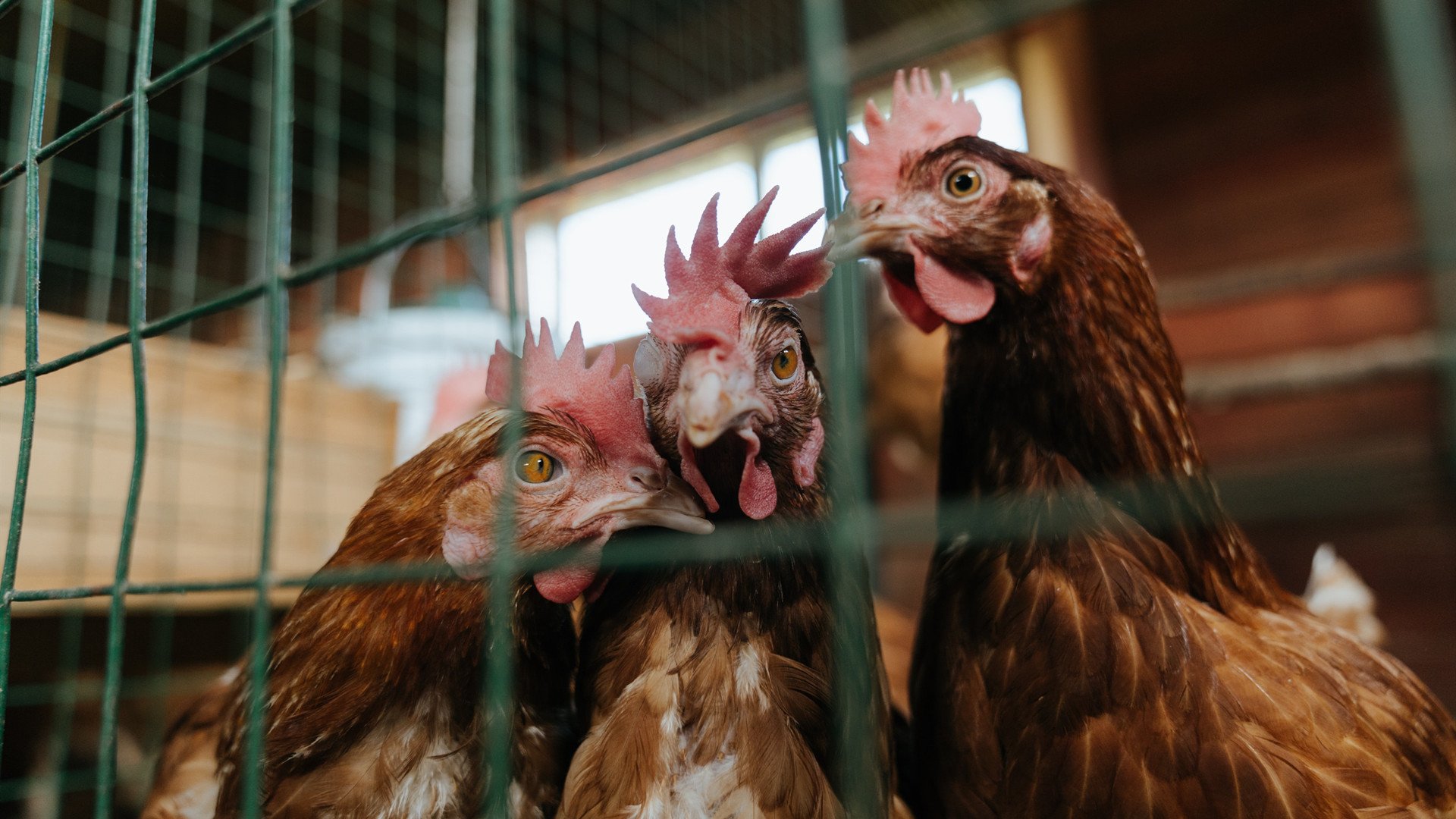 光伏单节拉开身位,新能源奥运周期的关键之战