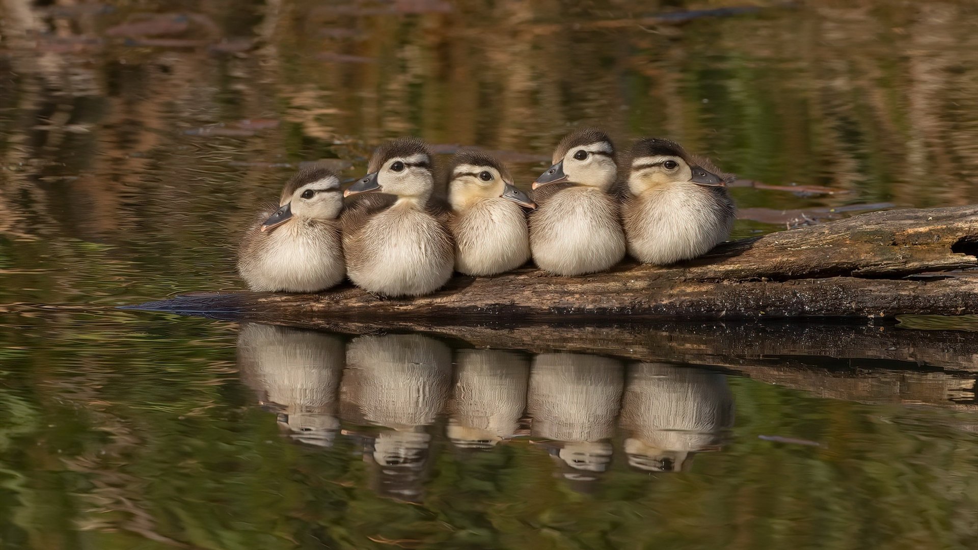 仅存于数字世界的对决，山西男篮如何在虚拟巅峰战中逼出最强莫兰特