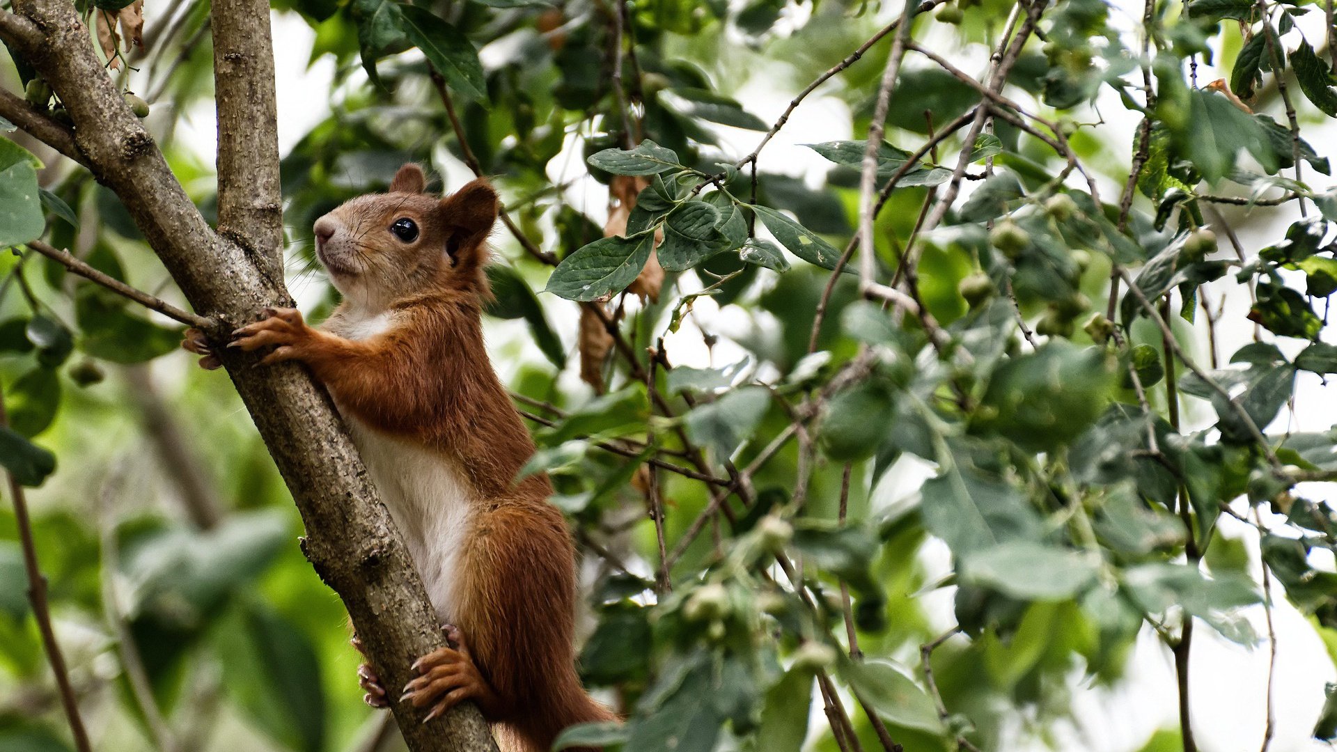 F1街道赛之夜,武切维奇打出生涯之夜
