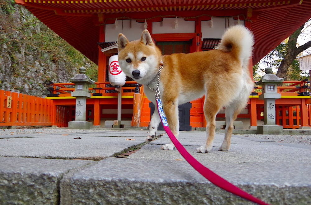无声的罗盘,法比尼奥于争冠风暴眼中校准胜利航向