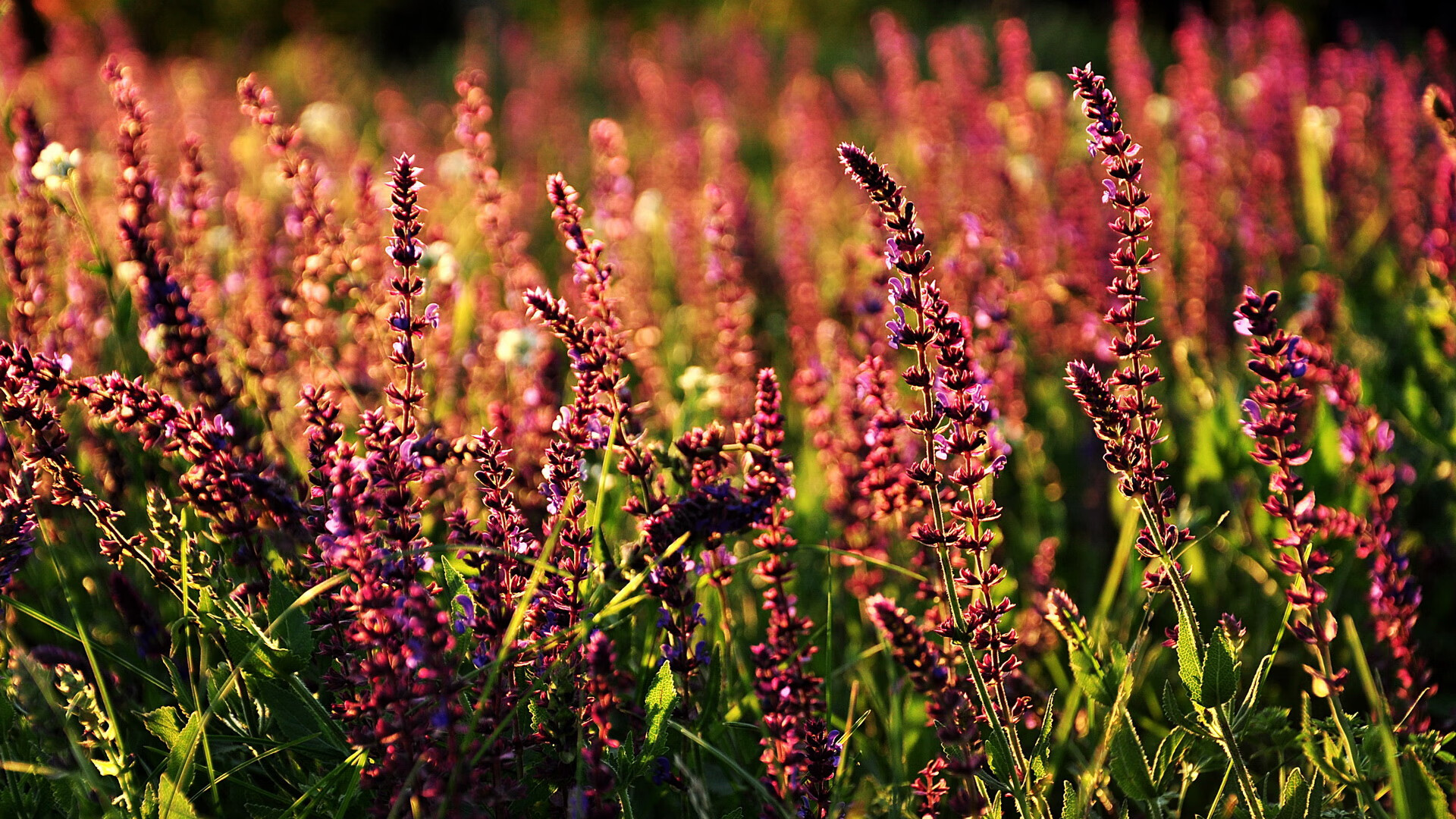莫兰特,撕裂黑夜的那一束光