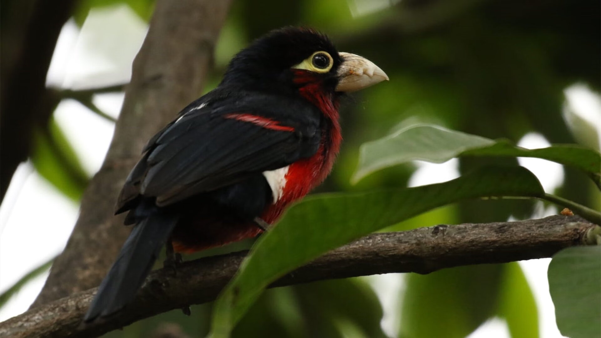 孤星璀璨难敌星河倒流,欧文61分生涯之夜,奇才逆流而上终结篮网
