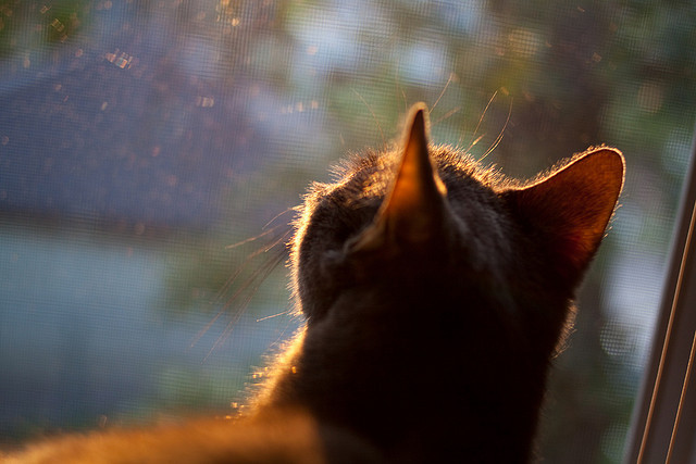 英雄与秩序崩解，拉什福德点燃的火种，如何照见墨西哥掀翻药厂的新足球战争？