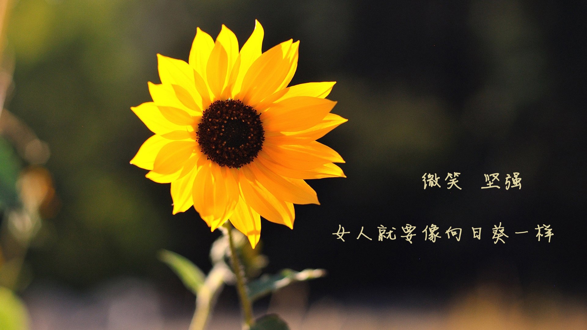 潘帕斯之刃，当阿根廷的脉搏在萨卡的锐光中跳动